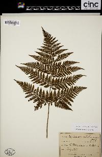 Image of Lastreopsis velutina