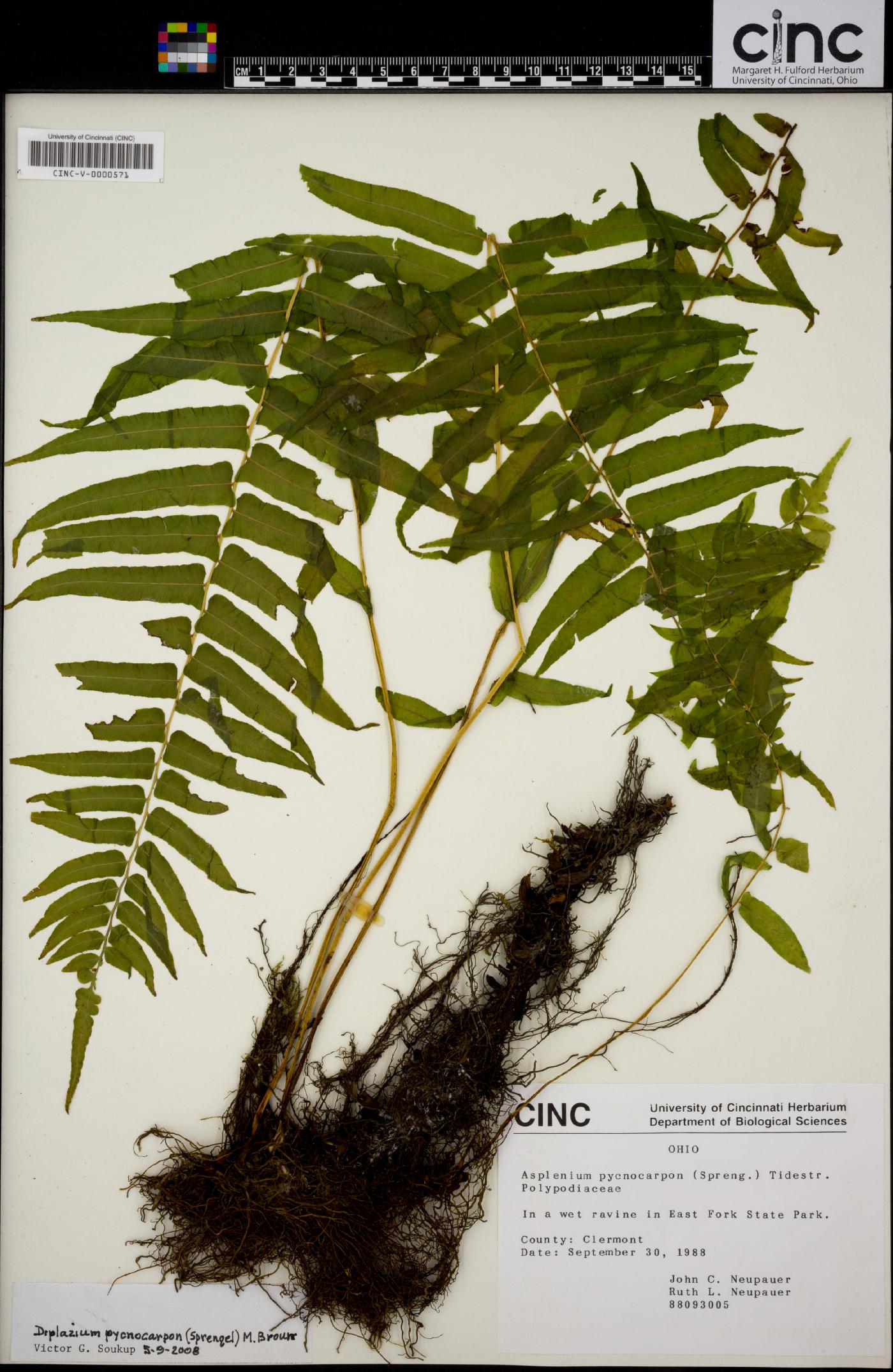 Asplenium pycnocarpon image