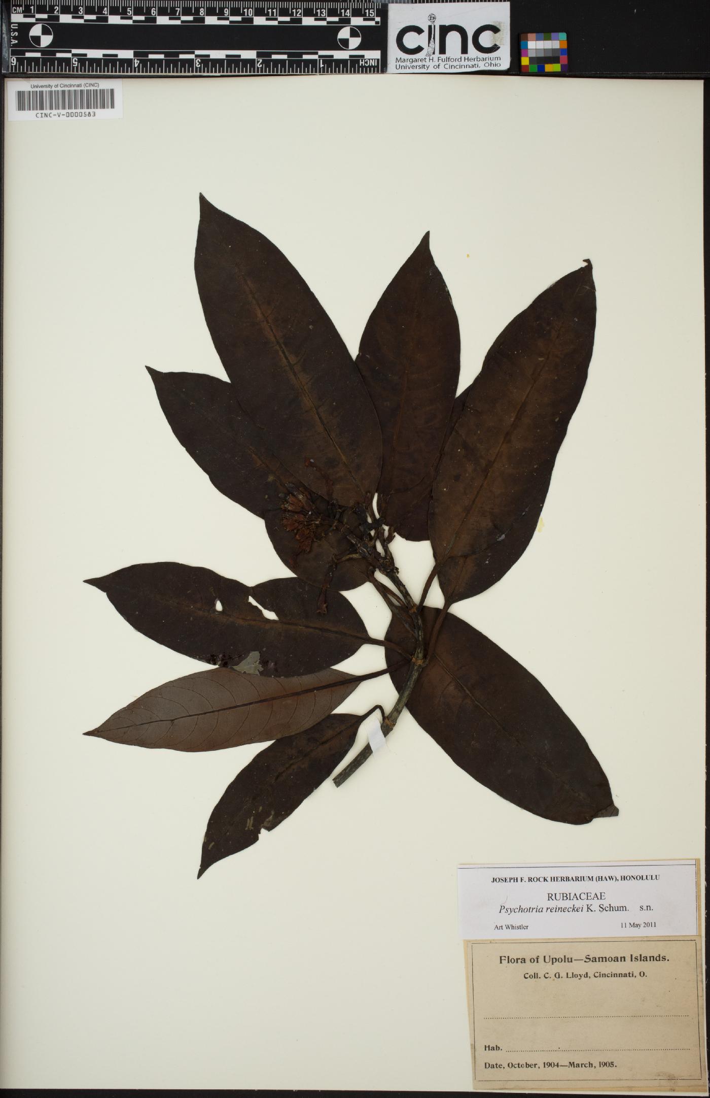 Psychotria reineckei image