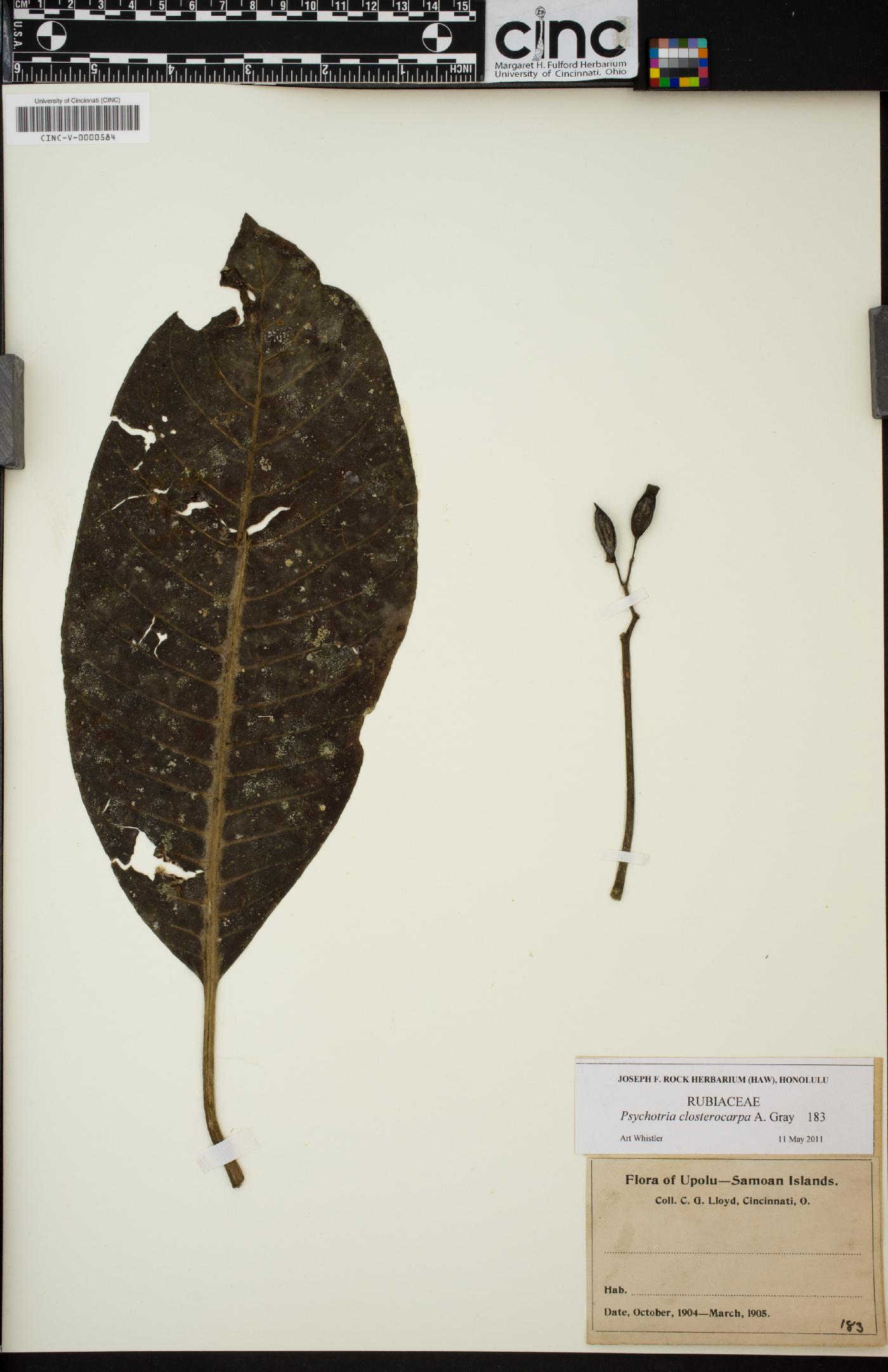 Psychotria closterocarpa image