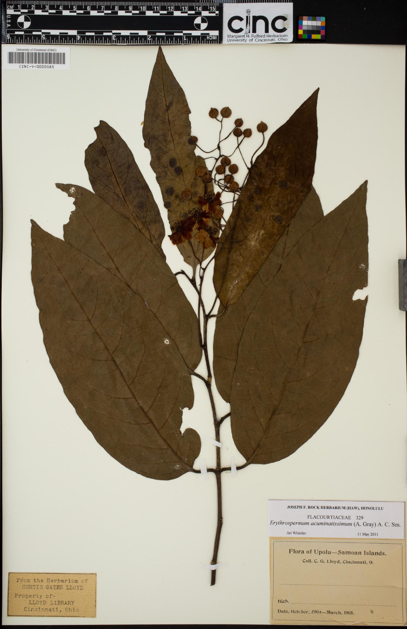 Erythrospermum acuminatissimum image