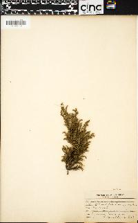 Chamaecyparis pisifera image