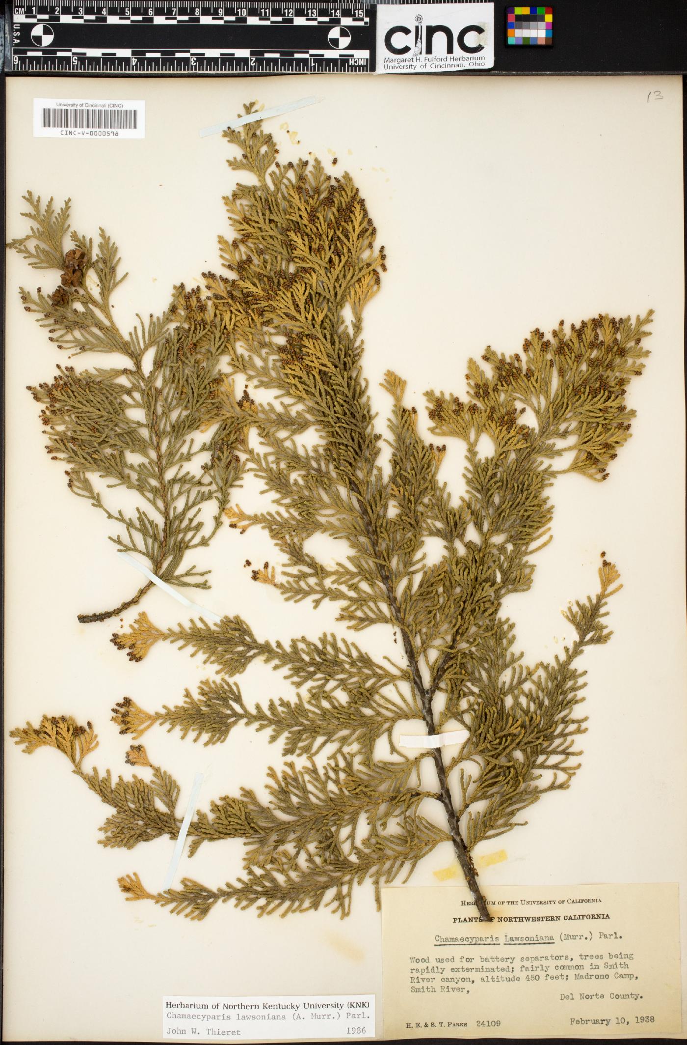 Chamaecyparis lawsoniana image