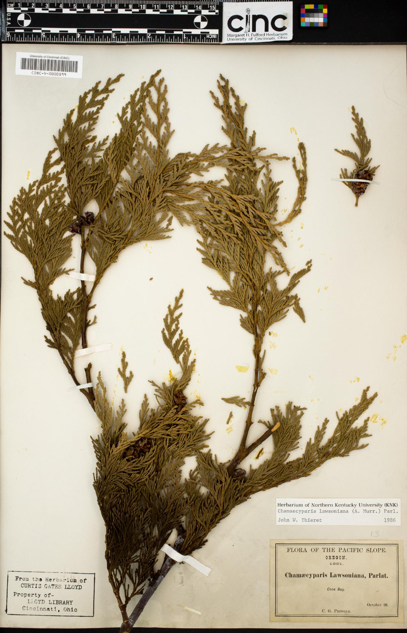 Chamaecyparis lawsoniana image