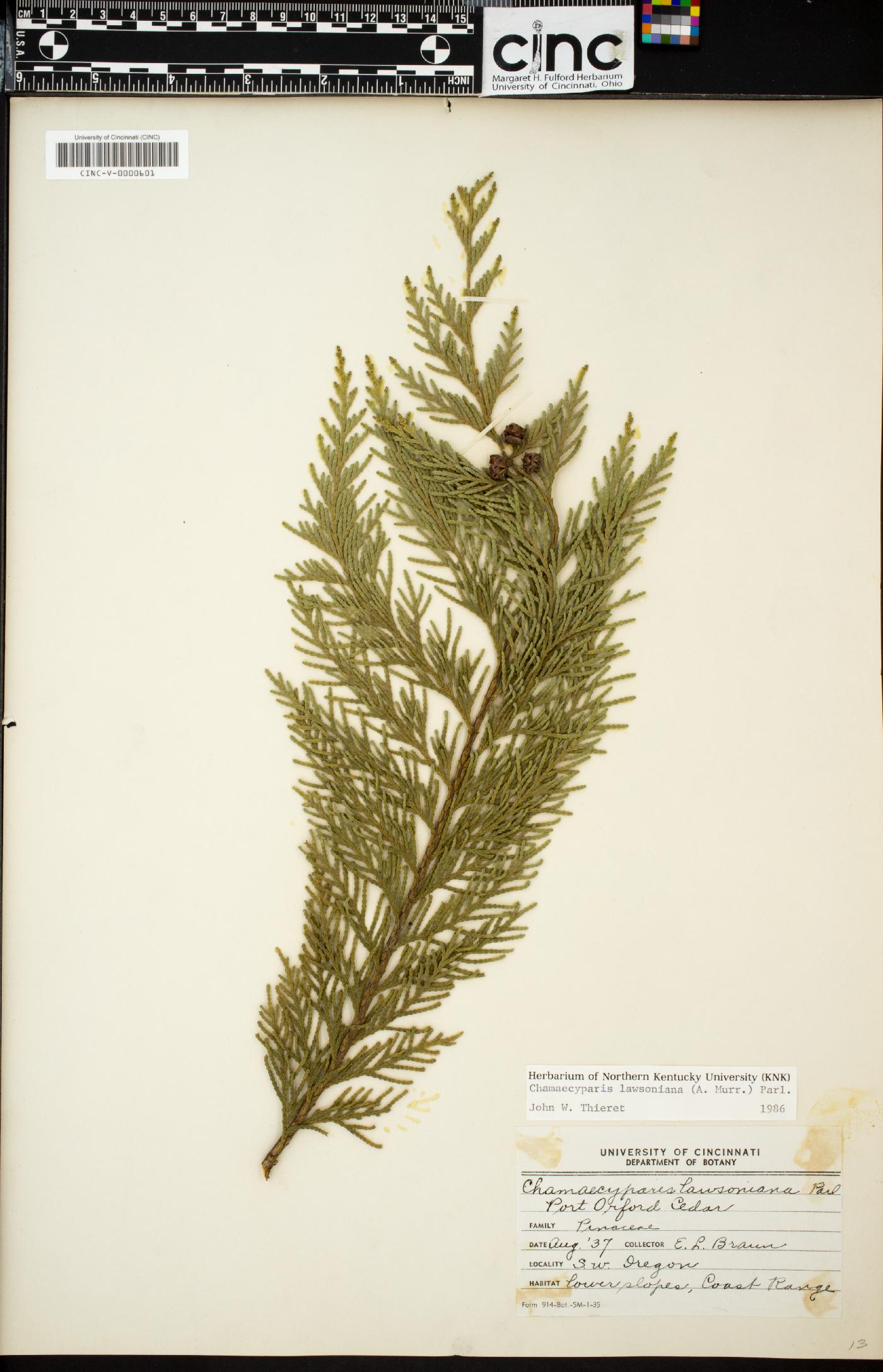 Chamaecyparis lawsoniana image