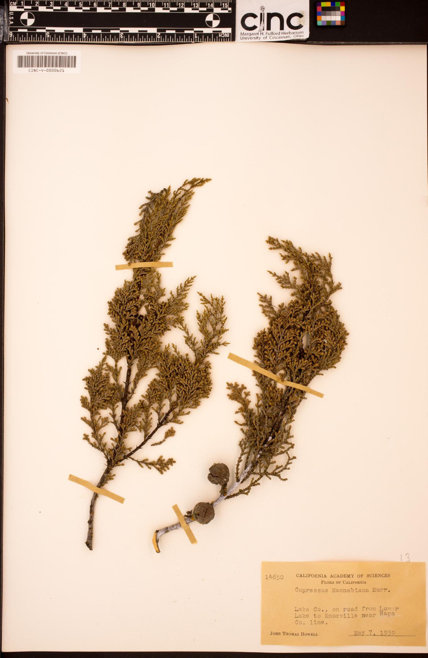 Cupressus macmabiana image