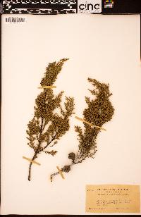 Cupressus macmabiana image