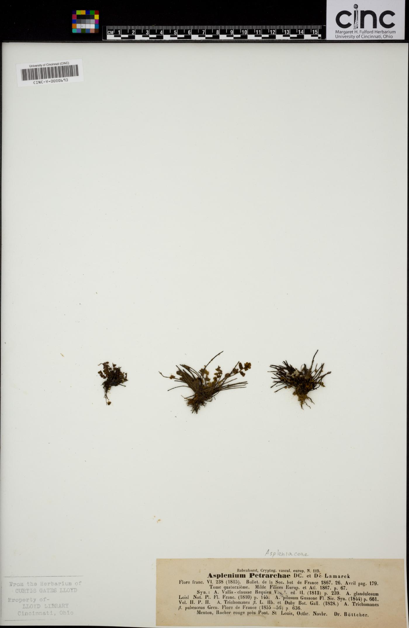 Asplenium petrarchae image