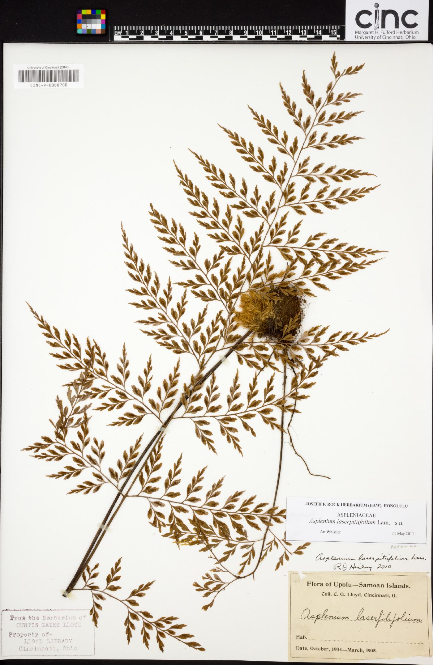 Asplenium laserpitiifolium image