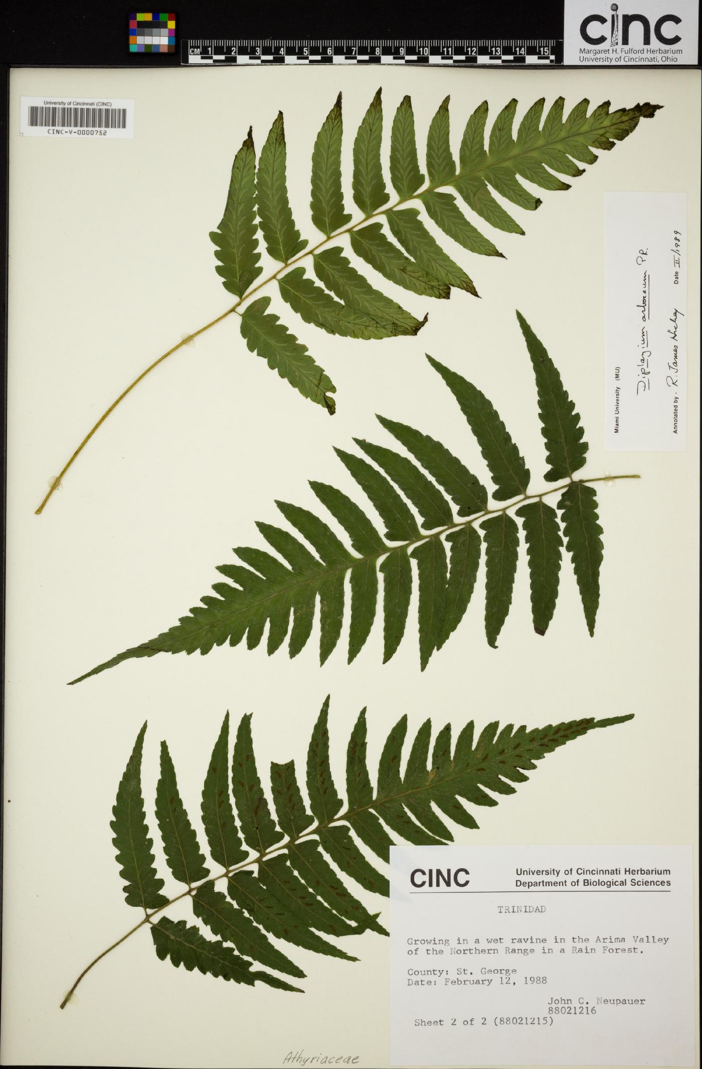 Diplazium cristatum image
