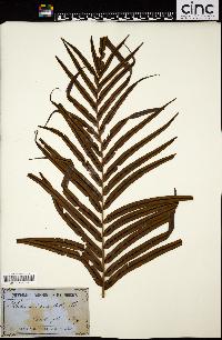 Blechnum orientale image