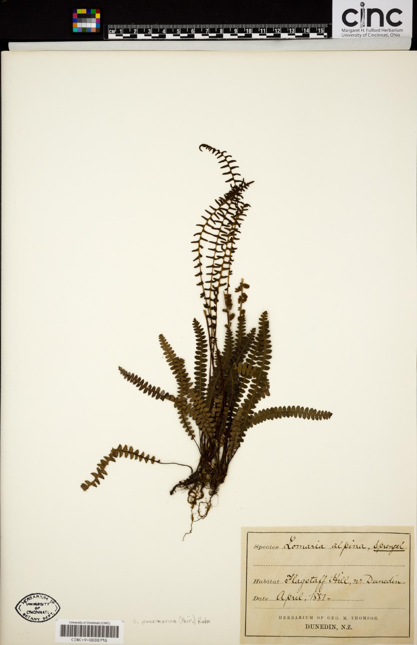 Austroblechnum penna-marina subsp. alpina image