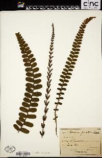 Lomaria fluviatilis image