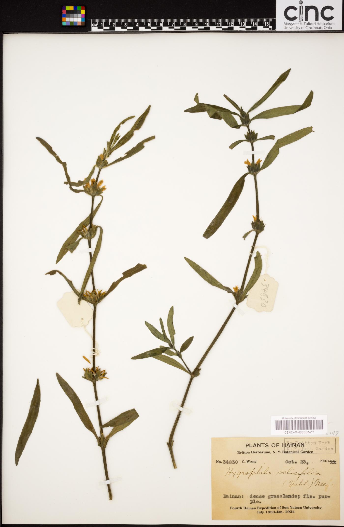 Hygrophila ringens var. ringens image