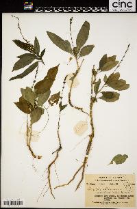 Pseuderanthemum latifolium image