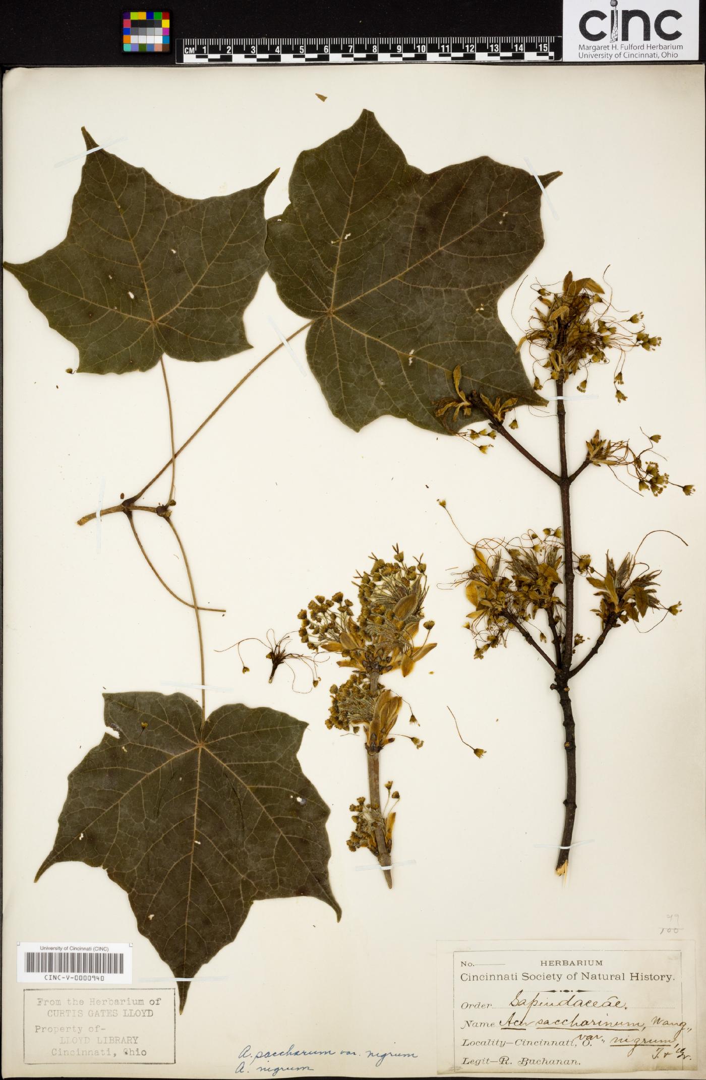 Acer saccharinum var. nigrum image