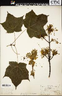Acer saccharinum var. nigrum image