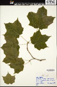 Acer nigrum image