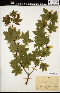 Acer circinatum image