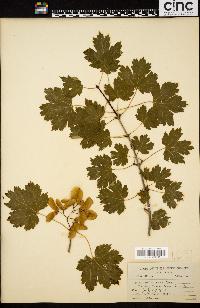 Acer glabrum image