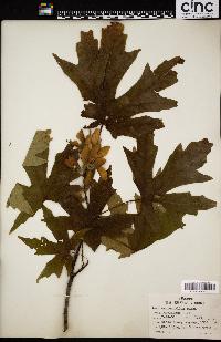 Acer macrophyllum image