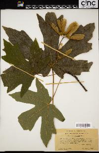 Acer macrophyllum image