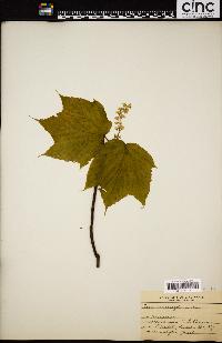 Acer pennsylvanicum image