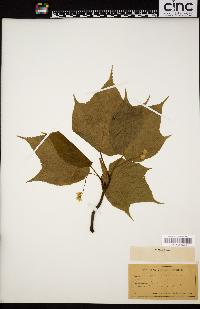 Acer pennsylvanicum image