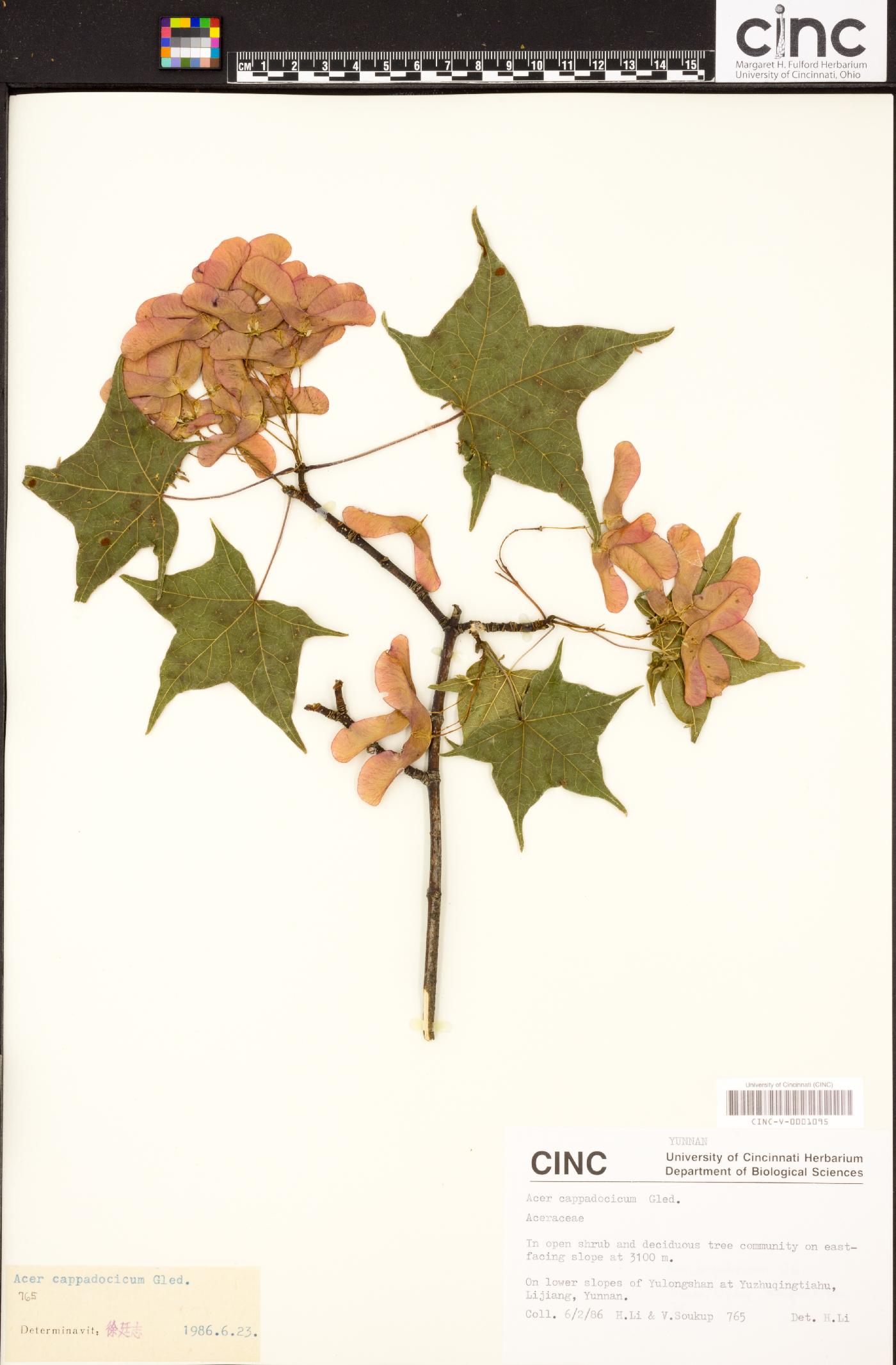 Acer cappadocicum image