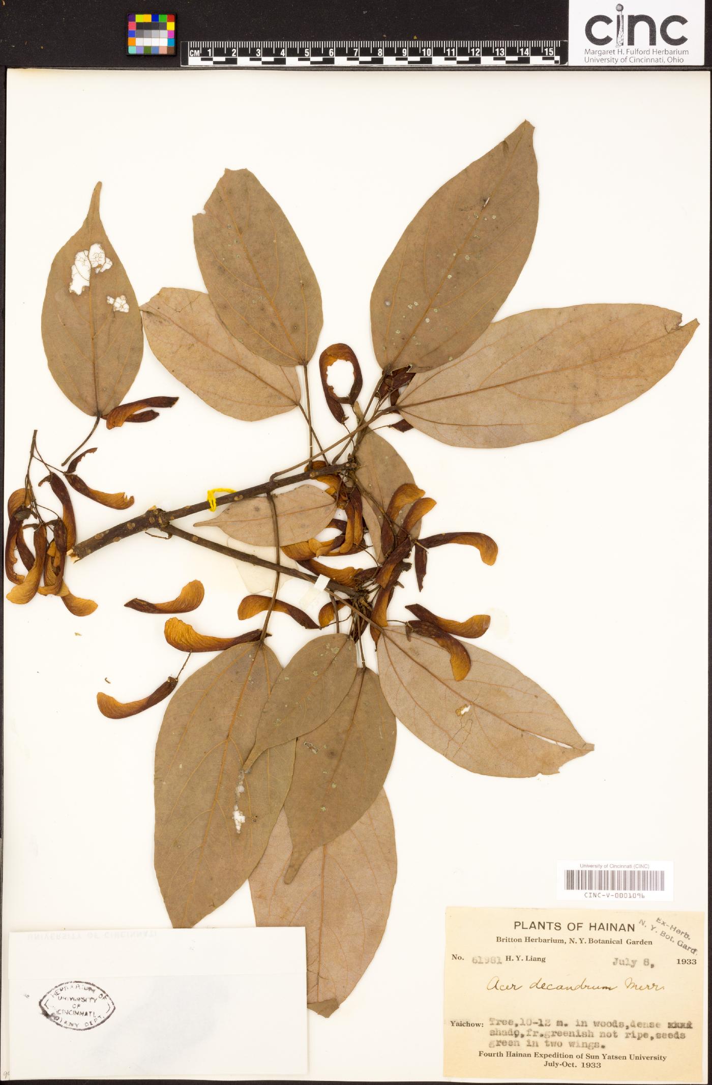 Acer laurinum image