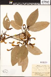 Image of Acer laurinum