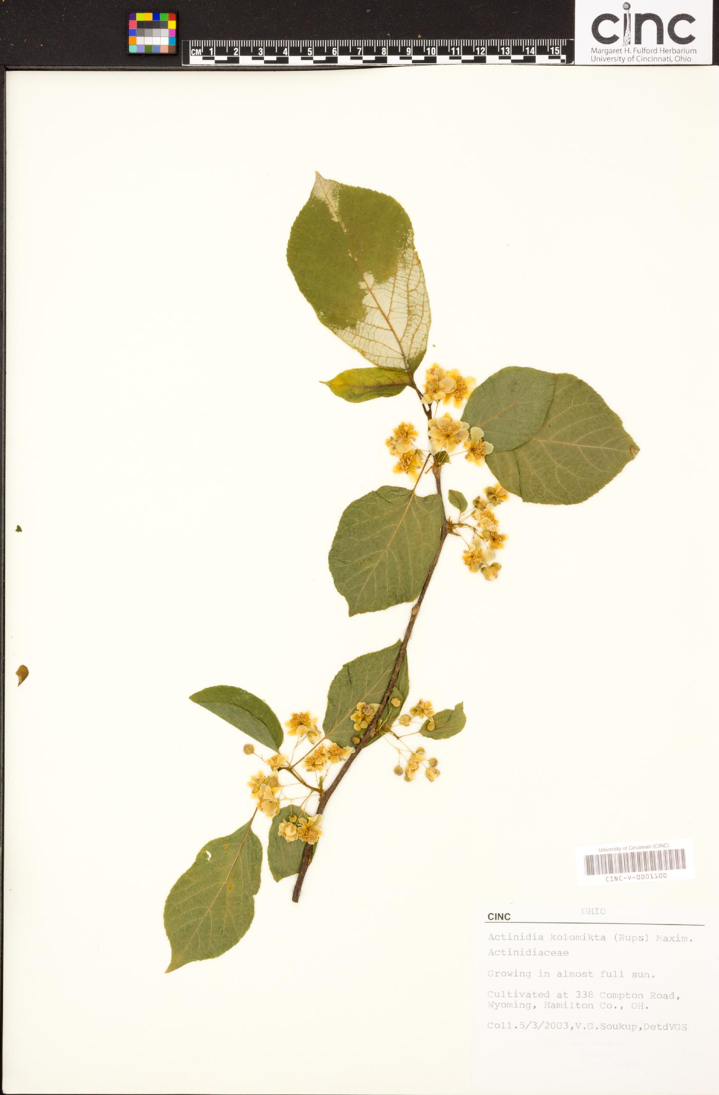 Actinidia kolomikta image