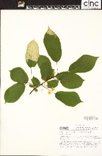 Actinidia kolomikta image