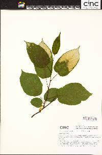 Actinidia kolomikta image