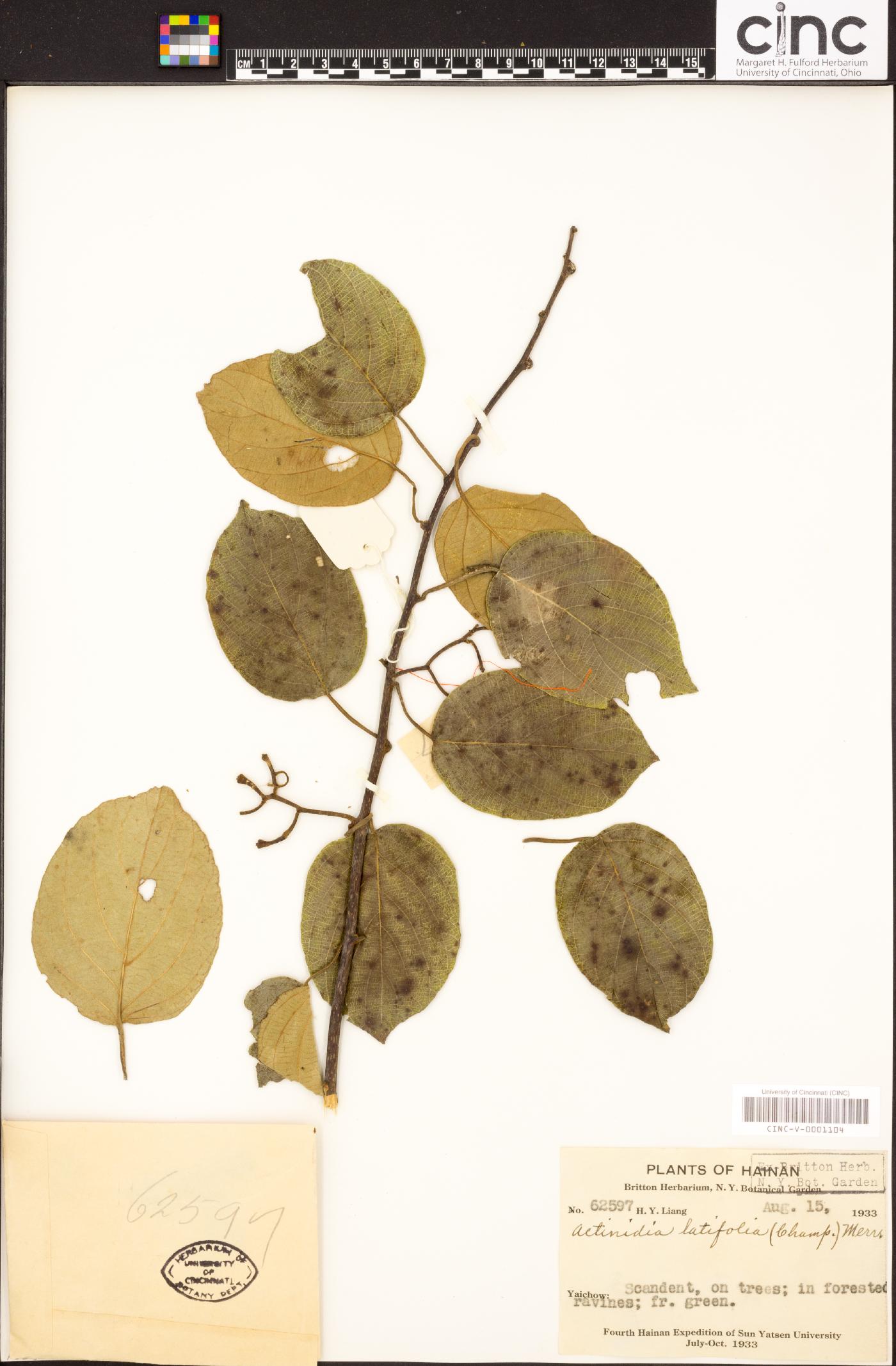 Actinidia latifolia image