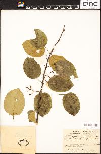 Image of Actinidia latifolia