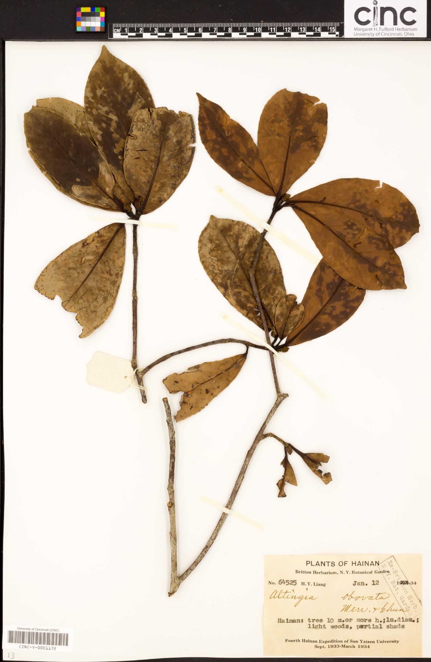 Liquidambar obovata image