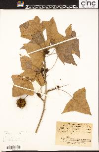 Liquidambar formosana image