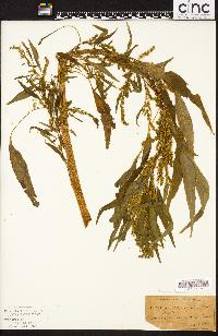 Acnida cannabina image