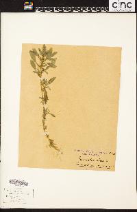 Amaranthus albus image