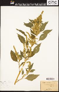 Amaranthus tuberculatus image