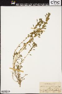 Image of Amaranthus polygonoides