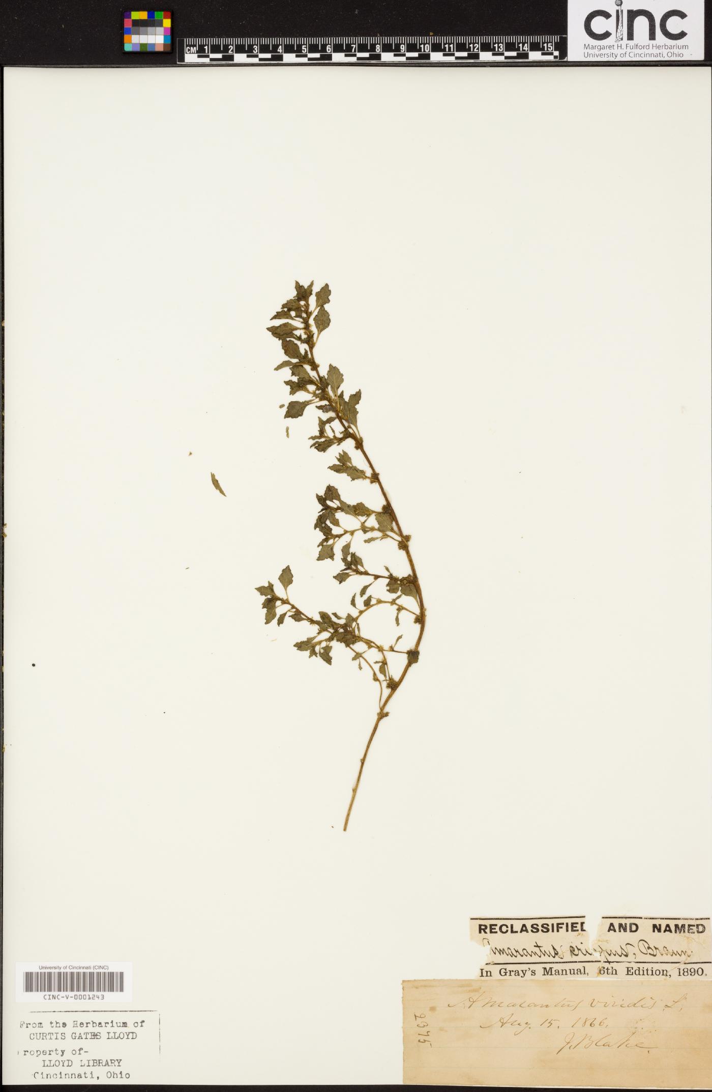 Amaranthus crispus image