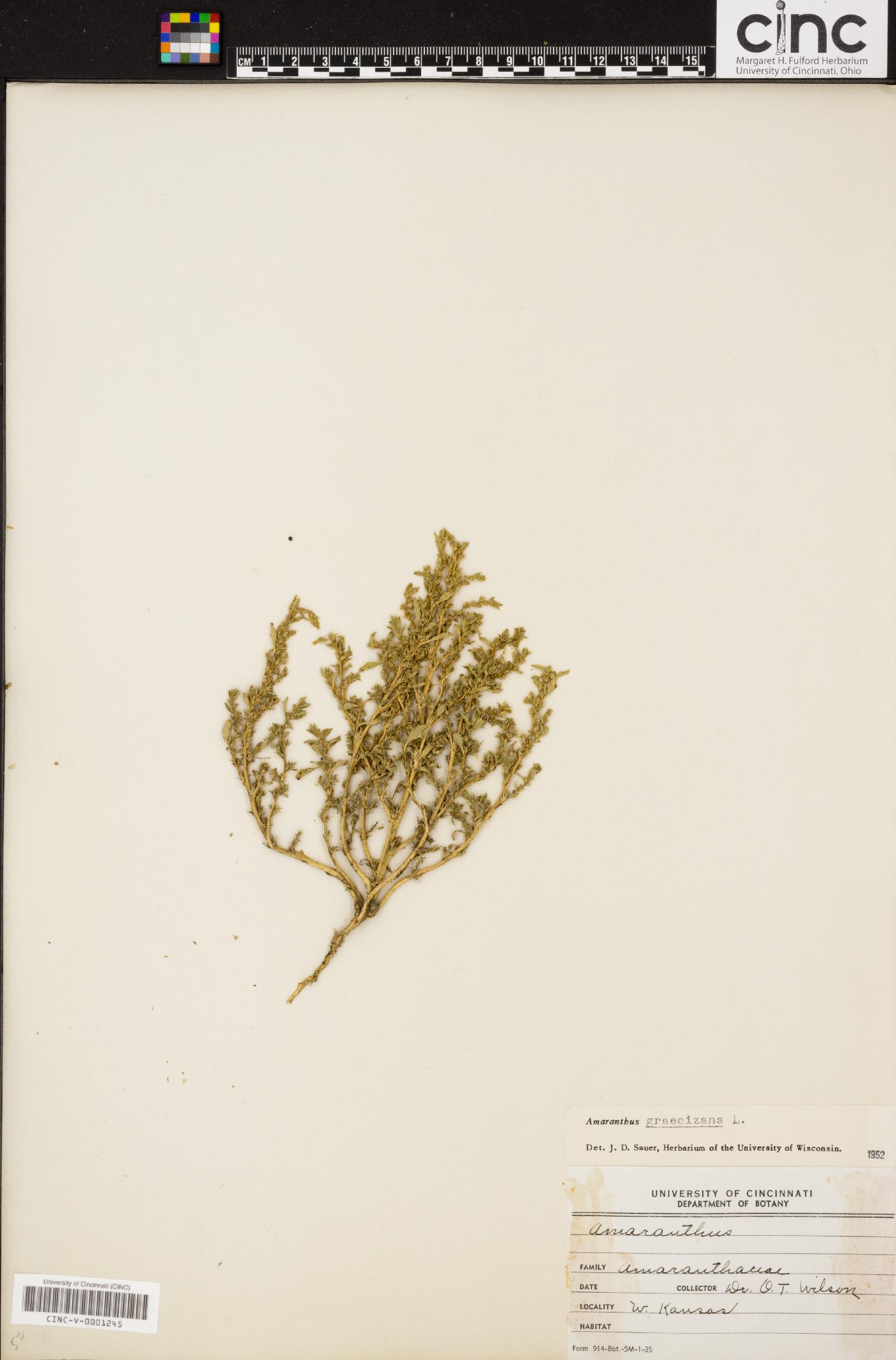 Amaranthus graecizans image