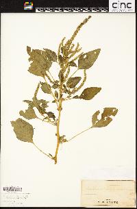 Amaranthus spinosus image