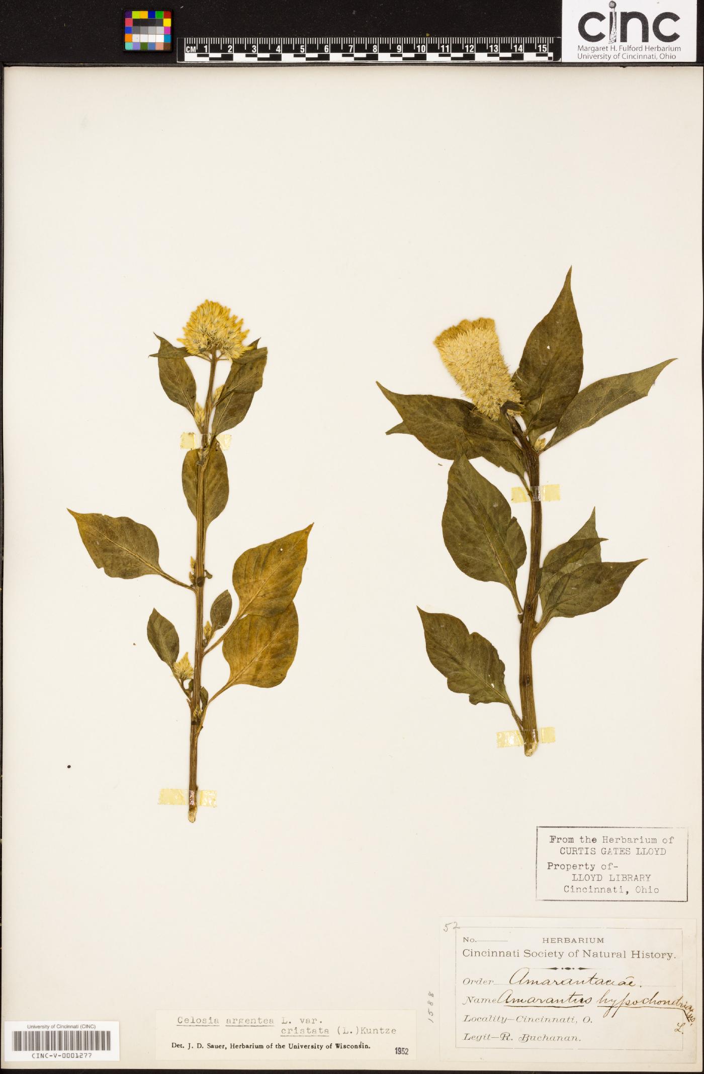 Celosia argentea var. cristata image