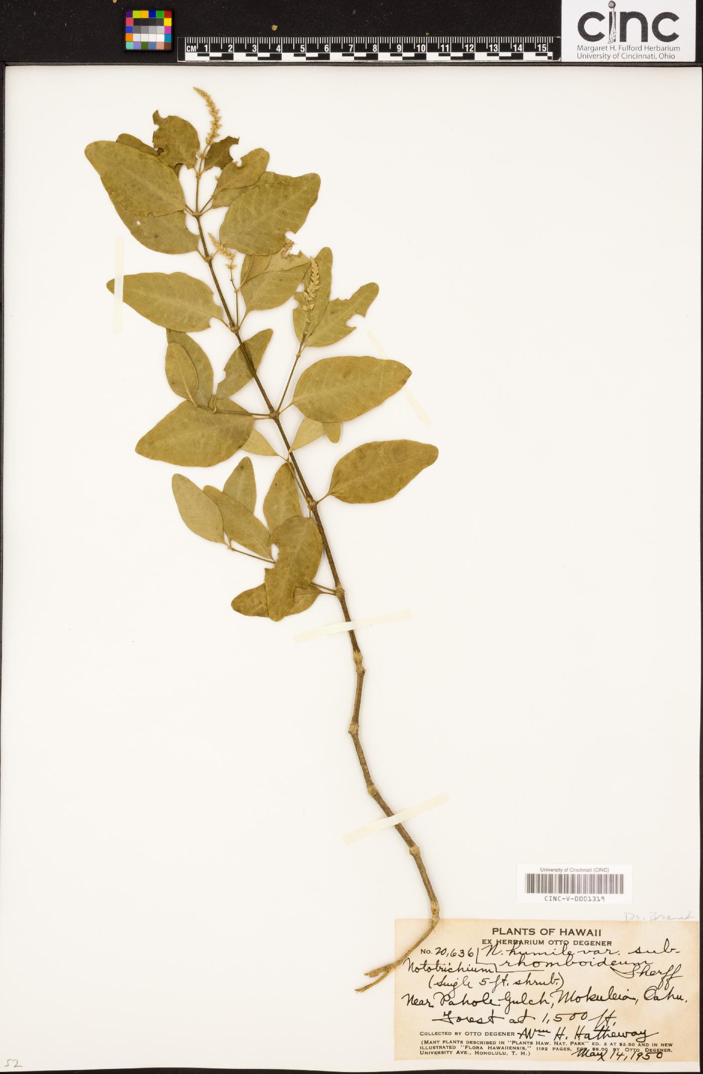 Nototrichium humile var. subrhomboideum image