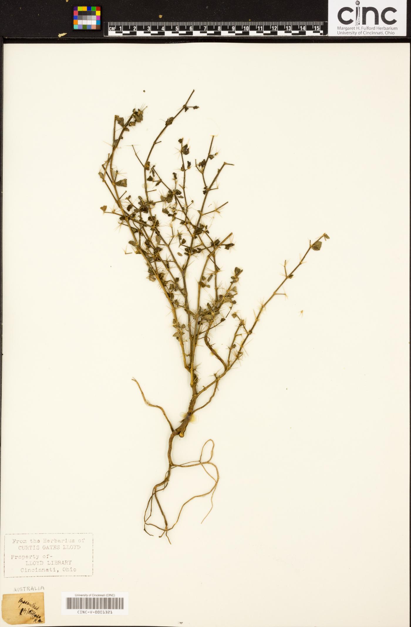 Nyssanthes diffusa image