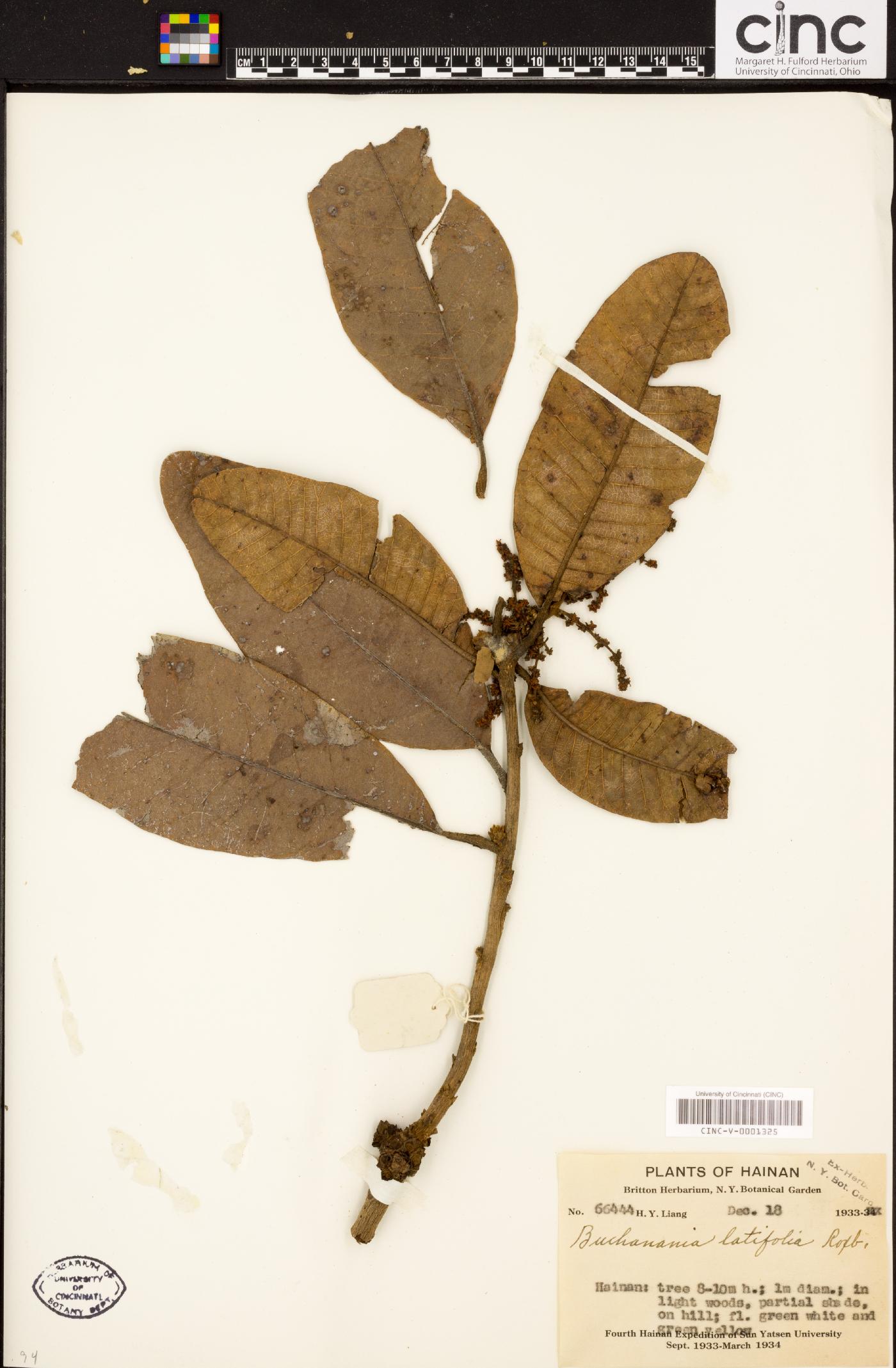 Buchanania latifolia image