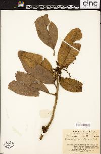 Image of Buchanania latifolia